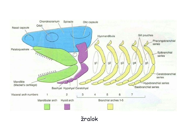 žralok 16 