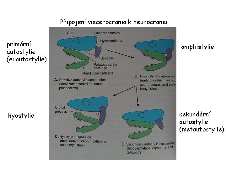 Připojení viscerocrania k neurocraniu primární autostylie (euautostylie) amphistylie hyostylie sekundární autostylie (metautostylie) 17 