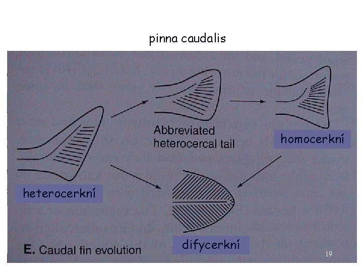 pinna caudalis homocerkní heterocerkní difycerkní 19 