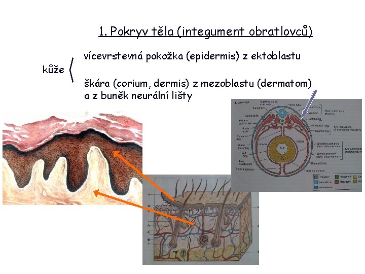 1. Pokryv těla (integument obratlovců) kůže vícevrstevná pokožka (epidermis) z ektoblastu škára (corium, dermis)