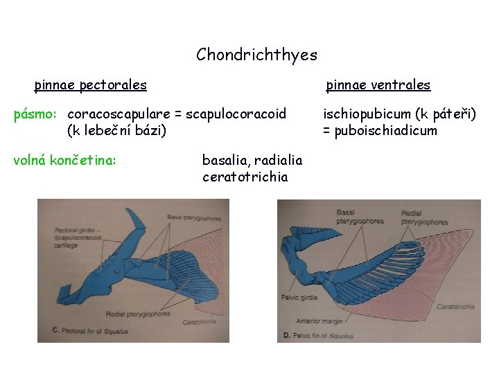 Chondrichthyes pinnae pectorales pinnae ventrales pásmo: coracoscapulare = scapulocoracoid (k lebeční bázi) volná končetina: