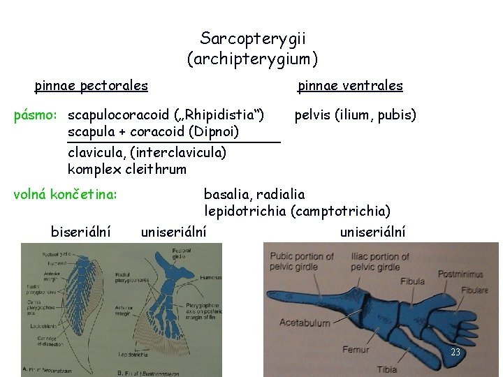 Sarcopterygii (archipterygium) pinnae pectorales pinnae ventrales pásmo: scapulocoracoid („Rhipidistia“) scapula + coracoid (Dipnoi) pelvis