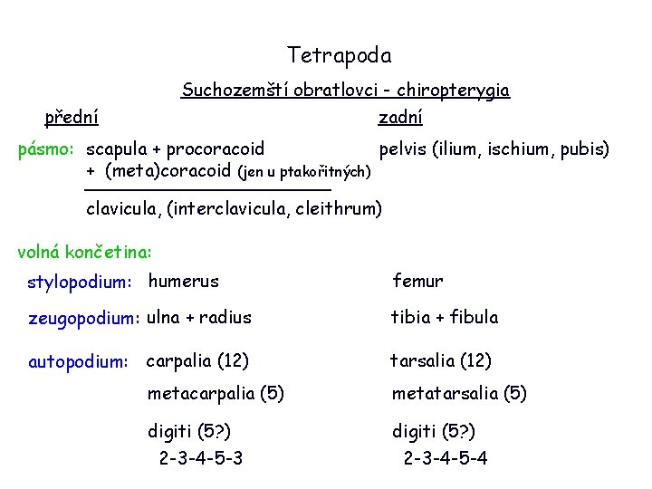 Tetrapoda Suchozemští obratlovci - chiropterygia zadní přední pásmo: scapula + procoracoid pelvis (ilium, ischium,