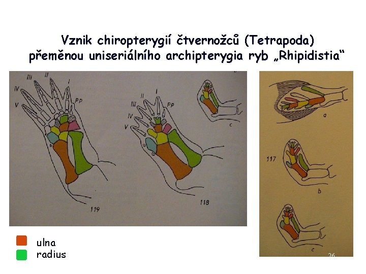 Vznik chiropterygií čtvernožců (Tetrapoda) přeměnou uniseriálního archipterygia ryb „Rhipidistia“ ulna radius 26 