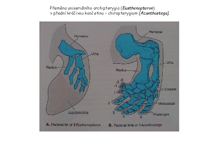 Přeměna uniseriálního archipterygia (Eusthenopteron) v přední kráčivou končetinu – chiropterygium (Acanthostega) 27 