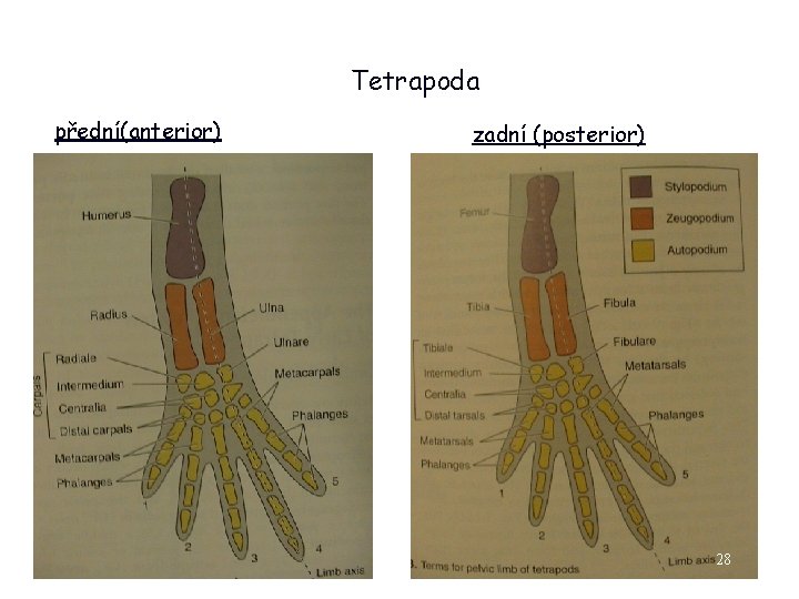 Tetrapoda přední(anterior) zadní (posterior) 28 