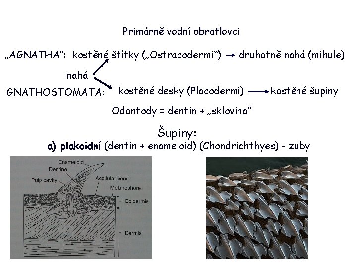 Primárně vodní obratlovci „AGNATHA“: kostěné štítky („Ostracodermi“) druhotně nahá (mihule) nahá GNATHOSTOMATA: kostěné desky