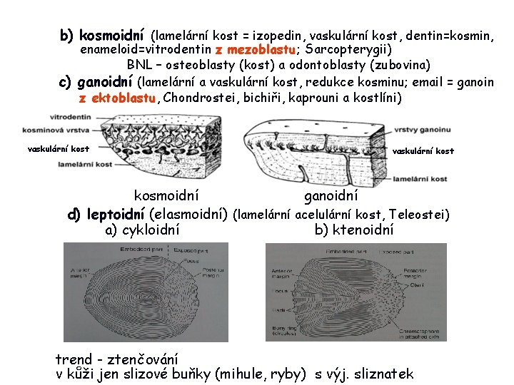 b) kosmoidní (lamelární kost = izopedin, vaskulární kost, dentin=kosmin, enameloid=vitrodentin z mezoblastu; Sarcopterygii) BNL