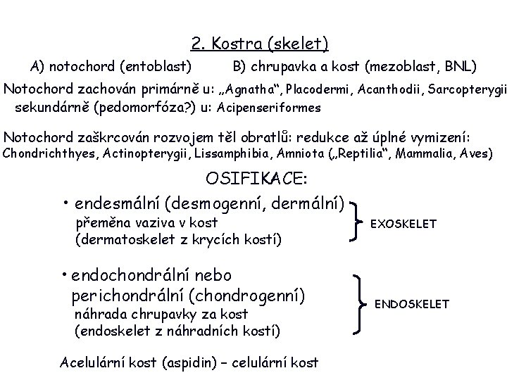 2. Kostra (skelet) A) notochord (entoblast) B) chrupavka a kost (mezoblast, BNL) Notochord zachován