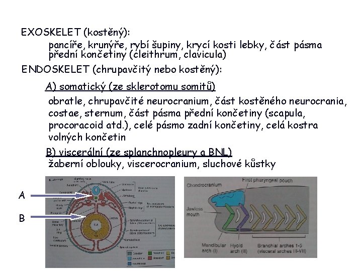 EXOSKELET (kostěný): pancíře, krunýře, rybí šupiny, krycí kosti lebky, část pásma přední končetiny (cleithrum,