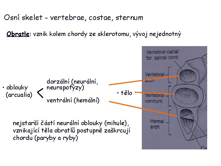 Osní skelet - vertebrae, costae, sternum Obratle: vznik kolem chordy ze sklerotomu, vývoj nejednotný