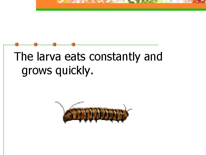 The larva eats constantly and grows quickly. 