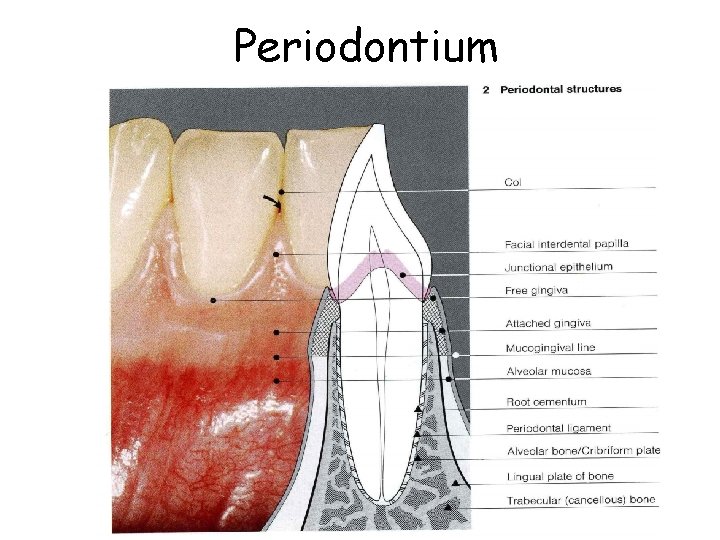 Periodontium 