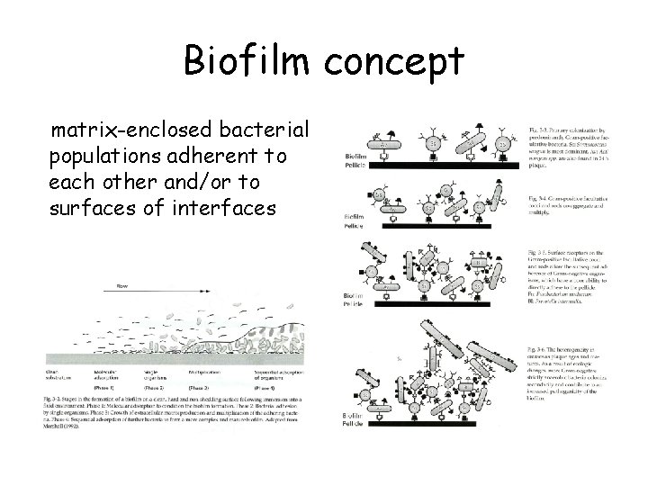 Biofilm concept matrix-enclosed bacterial populations adherent to each other and/or to surfaces of interfaces