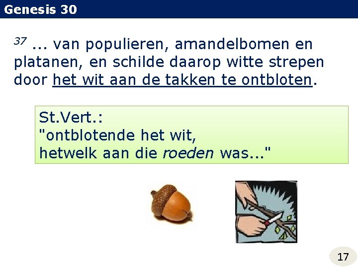 Genesis 30 . . . van populieren, amandelbomen en platanen, en schilde daarop witte