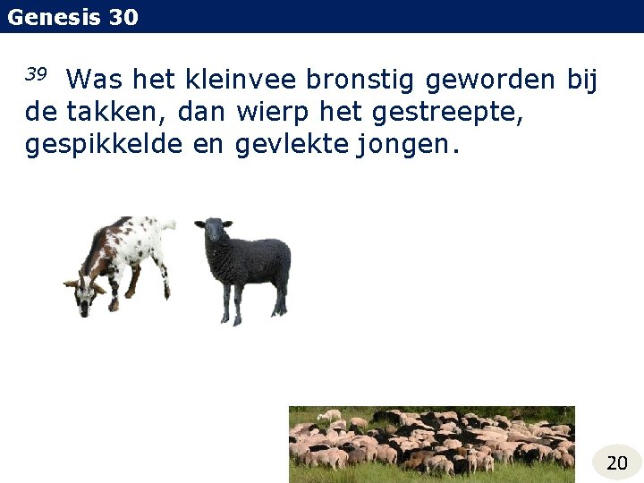 Genesis 30 Was het kleinvee bronstig geworden bij de takken, dan wierp het gestreepte,