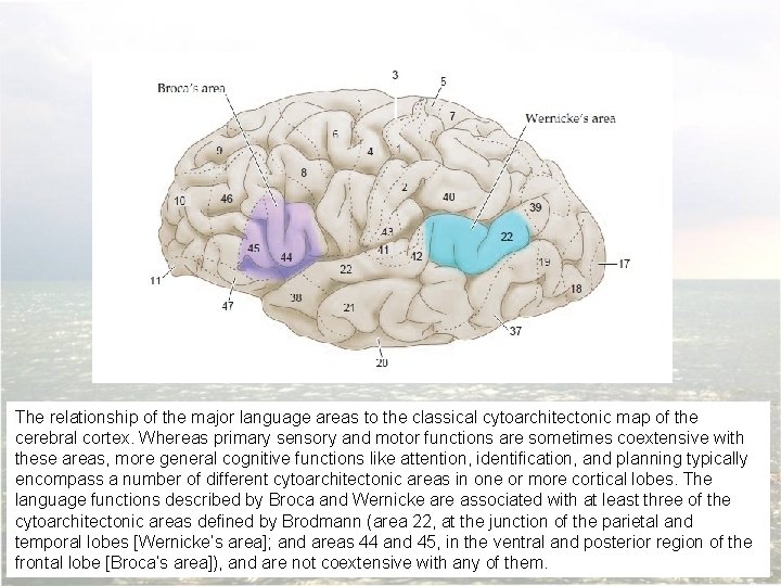 The relationship of the major language areas to the classical cytoarchitectonic map of the