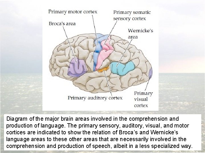 Diagram of the major brain areas involved in the comprehension and production of language.