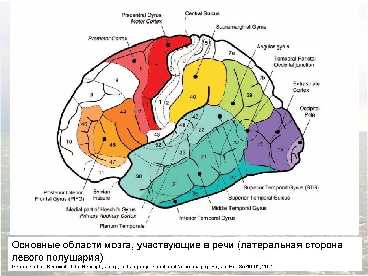 Основные области мозга, участвующие в речи (латеральная сторона левого полушария) Demonet et al. Renewal