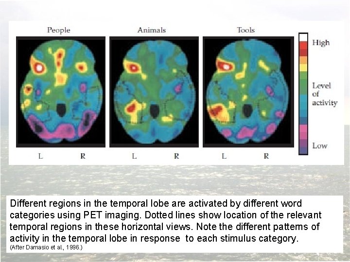 Different regions in the temporal lobe are activated by different word categories using PET