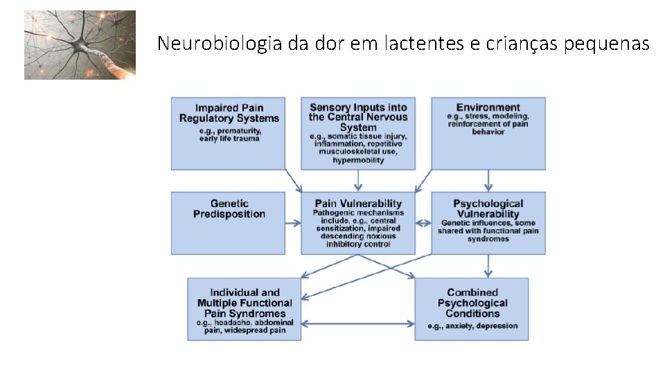 Neurobiologia da dor em lactentes e crianças pequenas 