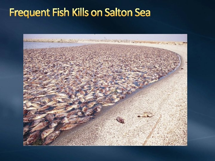 Frequent Fish Kills on Salton Sea 