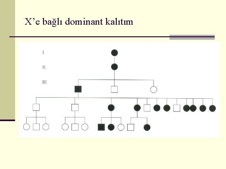 X’e bağlı dominant kalıtım 