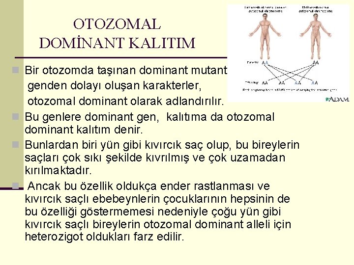 OTOZOMAL DOMİNANT KALITIM n Bir otozomda taşınan dominant mutant genden dolayı oluşan karakterler, otozomal