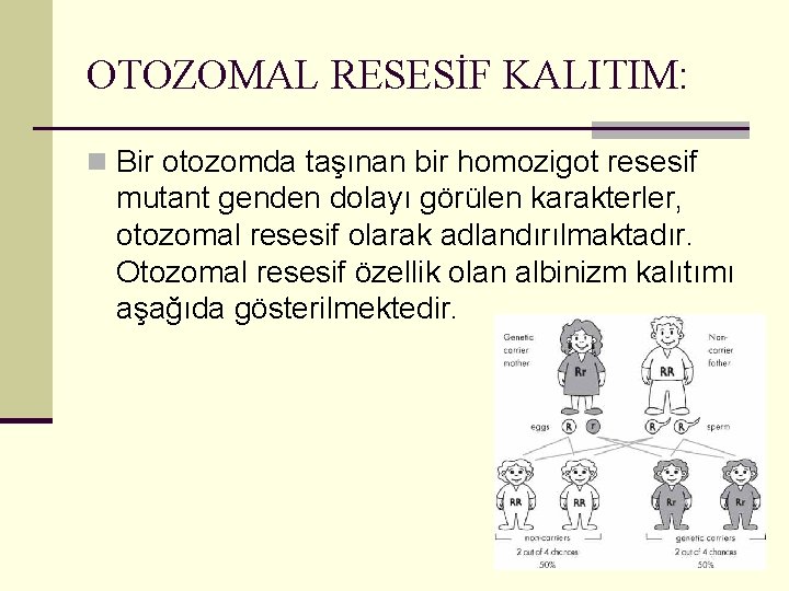 OTOZOMAL RESESİF KALITIM: n Bir otozomda taşınan bir homozigot resesif mutant genden dolayı görülen