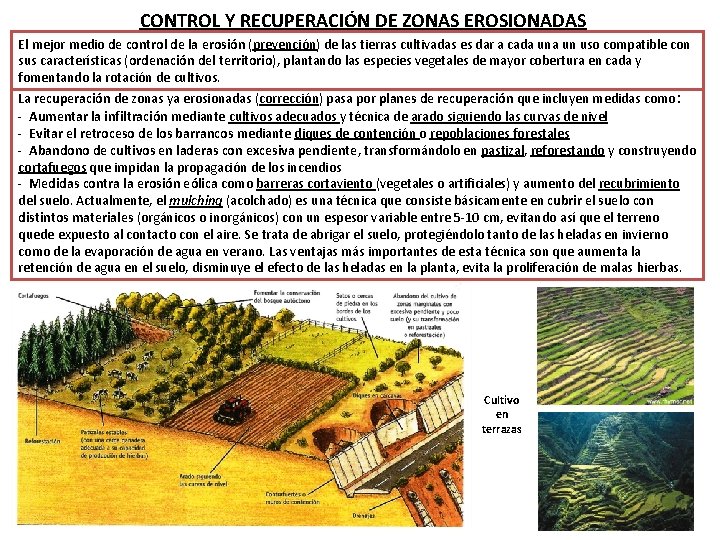 CONTROL Y RECUPERACIÓN DE ZONAS EROSIONADAS El mejor medio de control de la erosión
