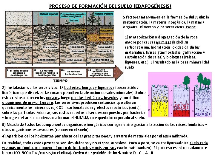 PROCESO DE FORMACIÓN DEL SUELO (EDAFOGÉNESIS) 5 factores intervienen en la formación del suelo: