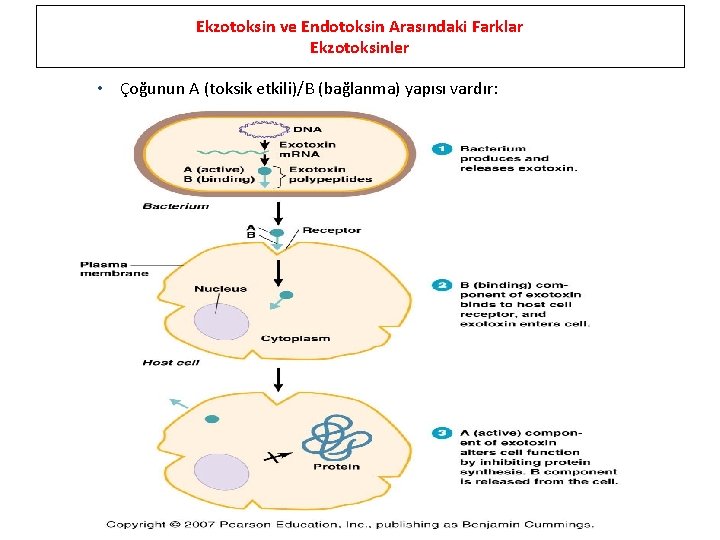 Ekzotoksin ve Endotoksin Arasındaki Farklar Ekzotoksinler • Çoğunun A (toksik etkili)/B (bağlanma) yapısı vardır: