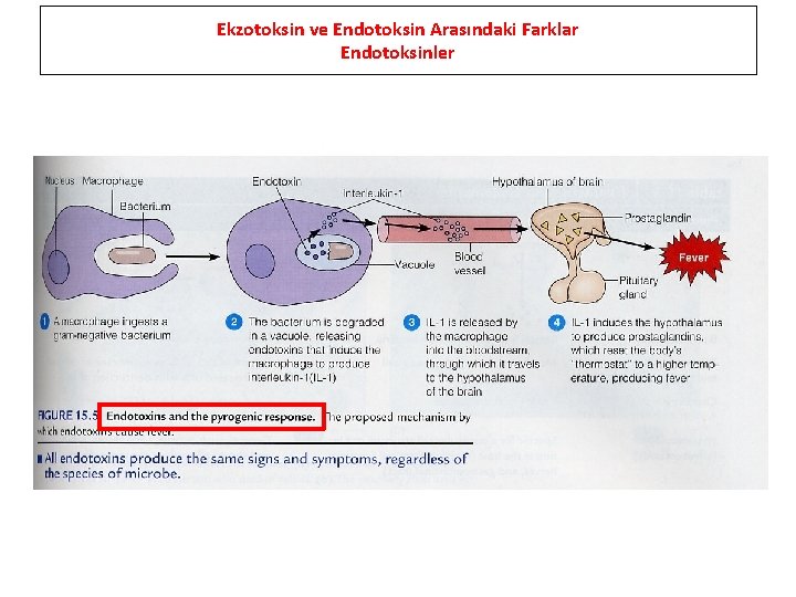 Ekzotoksin ve Endotoksin Arasındaki Farklar Endotoksinler 