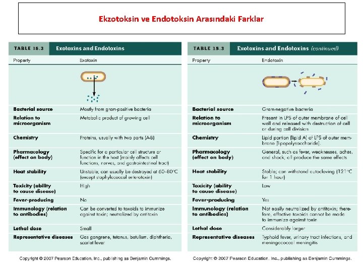 Ekzotoksin ve Endotoksin Arasındaki Farklar 