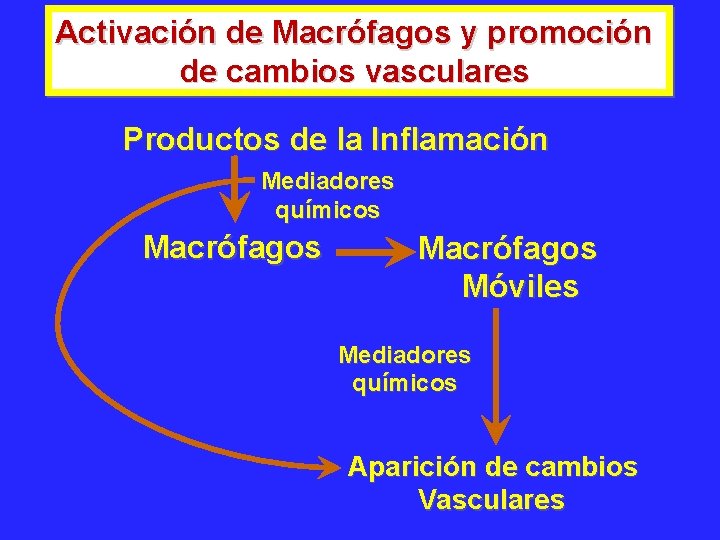 Activación de Macrófagos y promoción de cambios vasculares Productos de la Inflamación Mediadores químicos
