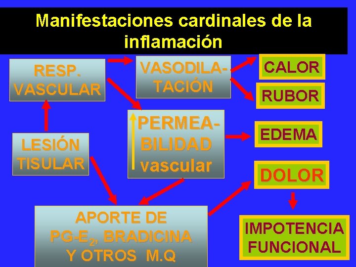 Manifestaciones cardinales de la inflamación RESP. VASCULAR VASODILATACIÓN LESIÓN TISULAR PERMEABILIDAD vascular APORTE DE