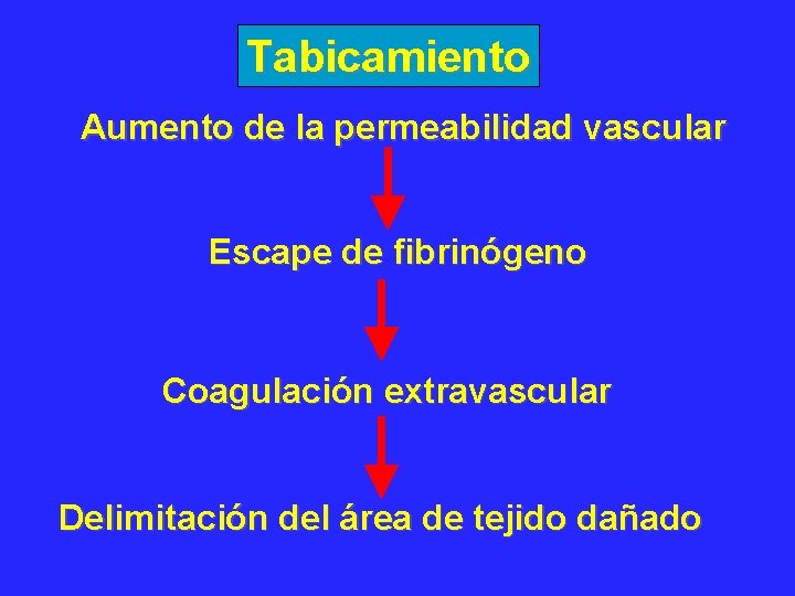 Tabicamiento Aumento de la permeabilidad vascular Escape de fibrinógeno Coagulación extravascular Delimitación del área