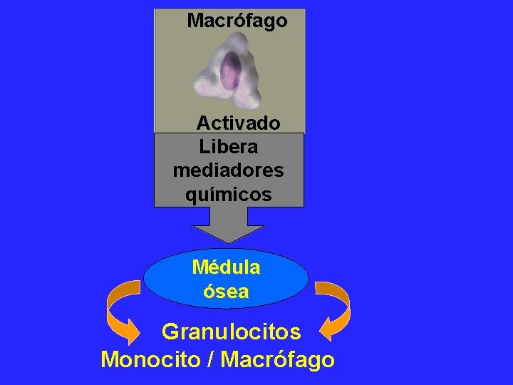 Macrófago Activado Libera mediadores químicos Médula ósea Granulocitos Monocito / Macrófago 