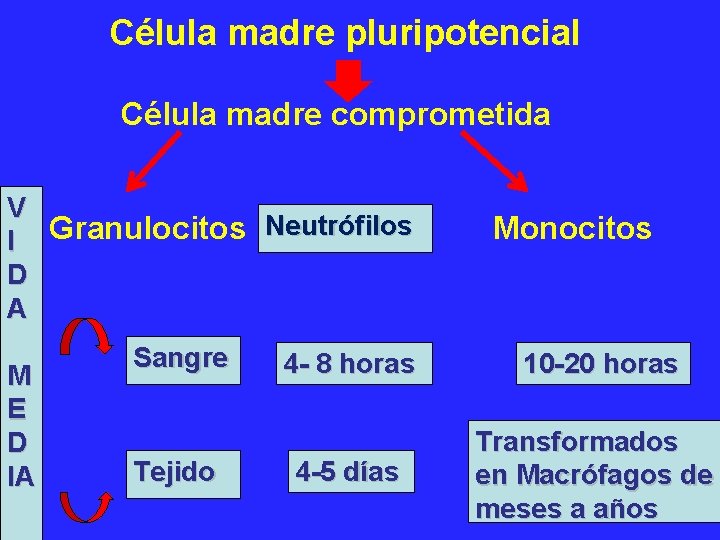 Célula madre pluripotencial Célula madre comprometida V Neutrófilos Granulocitos I D A M E