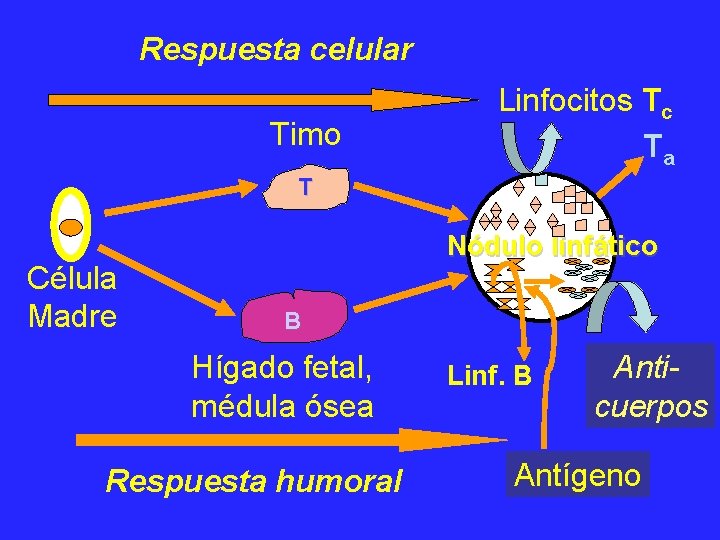 Respuesta celular Timo Linfocitos Tc Ta T Célula Madre Nódulo linfático B Hígado fetal,