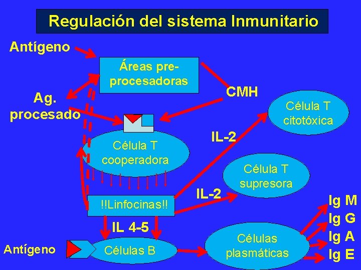 Regulación del sistema Inmunitario Antígeno Áreas preprocesadoras CMH Ag. procesado Célula T cooperadora !!Linfocinas!!
