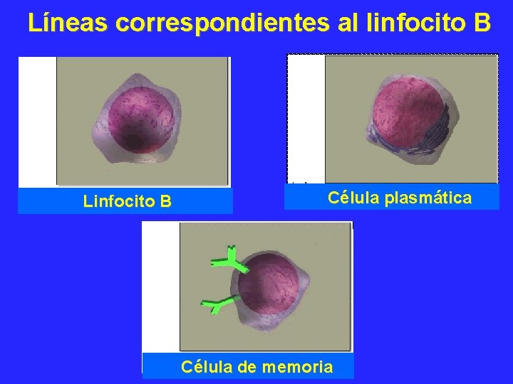 Líneas correspondientes al linfocito B Linfocito B Célula plasmática Célula de memoria 