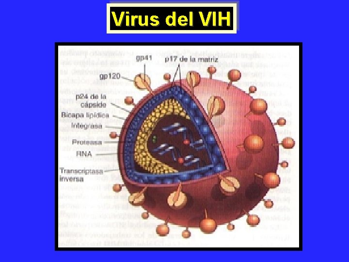 Virus del VIH 