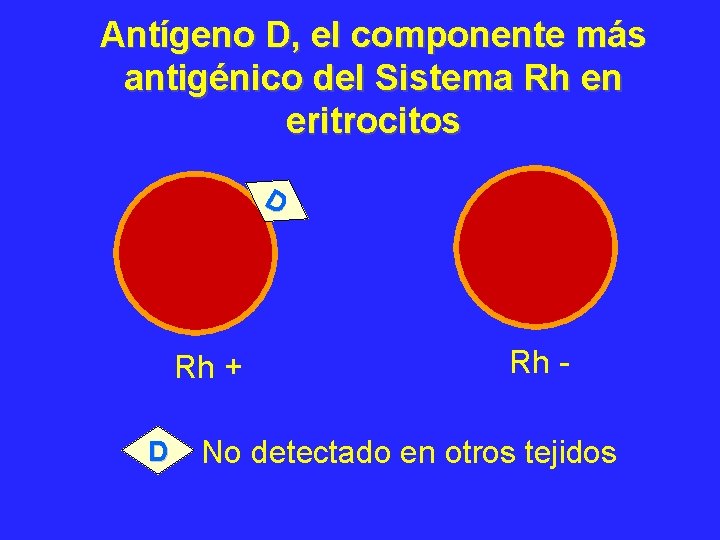 Antígeno D, el componente más antigénico del Sistema Rh en eritrocitos D Rh +
