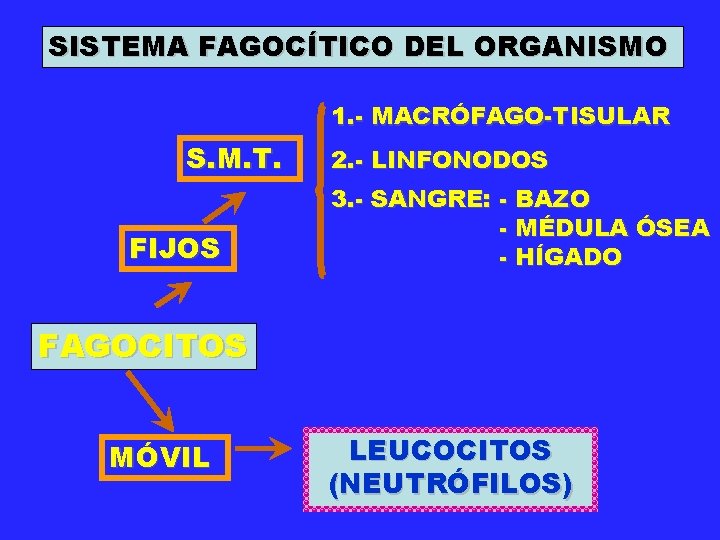 SISTEMA FAGOCÍTICO DEL ORGANISMO 1. - MACRÓFAGO-TISULAR S. M. T. FIJOS 2. - LINFONODOS