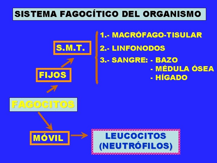 SISTEMA FAGOCÍTICO DEL ORGANISMO 1. - MACRÓFAGO-TISULAR S. M. T. FIJOS 2. - LINFONODOS SISTEMA FAGOCÍTICO DEL ORGANISMO 1. - MACRÓFAGO-TISULAR S. M. T. FIJOS 2. - LINFONODOS