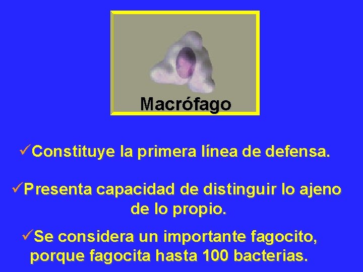 Macrófago üConstituye la primera línea de defensa. üPresenta capacidad de distinguir lo ajeno de