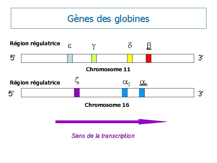 Gènes des globines Région régulatrice e g d b 5’ 3’ Chromosome 11 Région