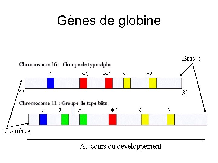 Gènes de globine Bras p 5’ 3’ télomères Au cours du développement 
