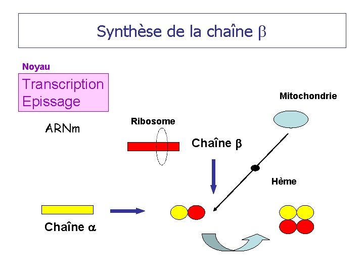 Synthèse de la chaîne b Noyau Transcription Epissage ARNm Mitochondrie Ribosome Chaîne b Hème